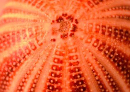 patterns formed by an English sea urchin