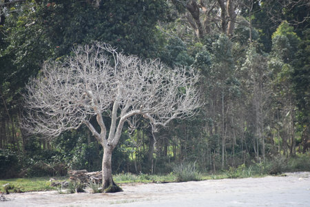 A tree without leaves by the side of Lake Victoria, Uganda