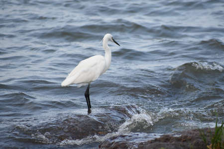 Cattle egret in Entebbe, lake Victoria