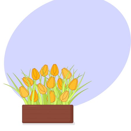 Yellow tulips in wooden box. Fresh spring flowers with copyspace on white background for women, mothers day, birthday congratulation card, banner, sale flyer, invitation. Flat vector illustrationのイラスト素材
