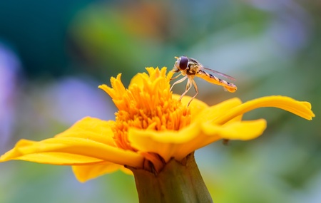 Asilidae on a flower の写真素材