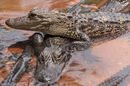 Two crocodilesの写真素材