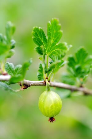 Gooseberry on a branch close upの写真素材