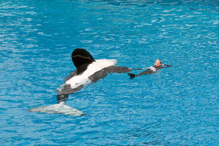 SAN DIEGO, CALIFORNIA, USA - JUNE 3, 2009: Killer Whale performing at Sea World, San Diegoのeditorial素材