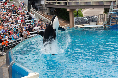 SAN DIEGO, CALIFORNIA, USA - JUNE 3, 2009: Killer Whale performing at Sea World, San Diegoのeditorial素材