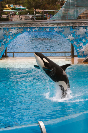 SAN DIEGO, CALIFORNIA, USA - JUNE 3, 2009: Killer Whale performing at Sea World, San Diegoのeditorial素材