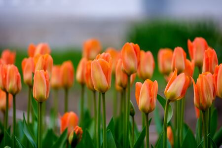 Spring meadow with tulip flowersの写真素材