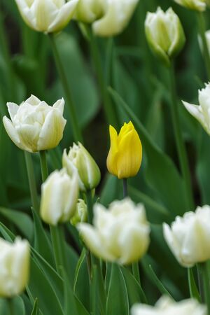 Spring meadow with tulip flowersの写真素材