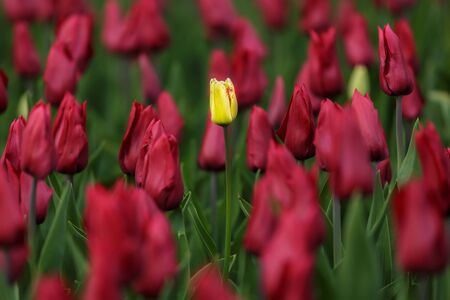 Spring meadow with tulip flowersの写真素材