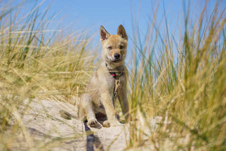 Adorable young dog puppy. Czechoslovakian wolfdog playing. Little wolf dogの写真素材