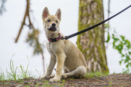 Adorable young dog puppy. Czechoslovakian wolfdog playing. Little wolf dogの写真素材