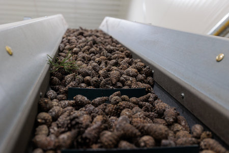 Forest seed center. Automatic filling and seeding line which helps to restore forestsの写真素材