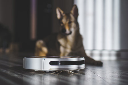 Dog looking at Robotic vacuum cleaner.Dirty floor by dog hairs. High quality photo