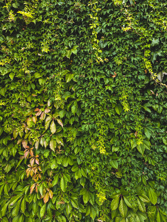 Green ivy leaves covering wall background