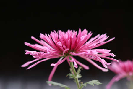 Violet flower の写真素材