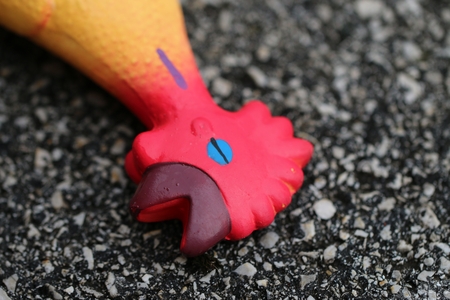 A closeup of a rubber chicken lying on the roadの写真素材