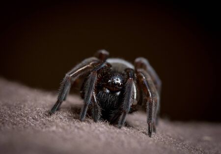 macro of big spider with hairy legs on a black backgroundmacro of big spider with hairy legs on a black backgroundの写真素材
