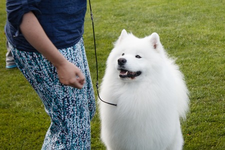 Dog playing with his owner on a grass.の写真素材