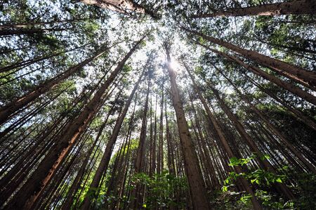 Cypress treesの写真素材