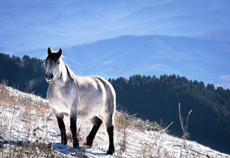 The beautiful white horse.の写真素材