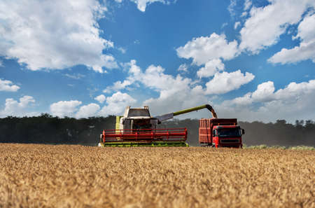 Combine harvester in action on wheat field.の写真素材