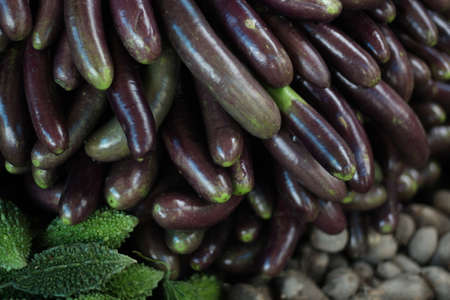 Many eggplants are very nicely arranged