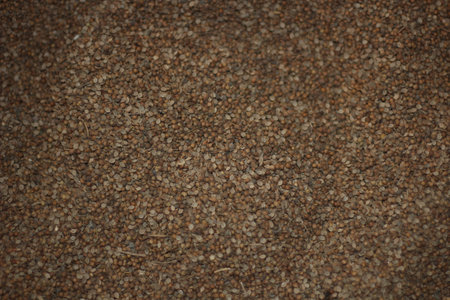 Coffee-colored raw coriander. It is a useful spiceの写真素材