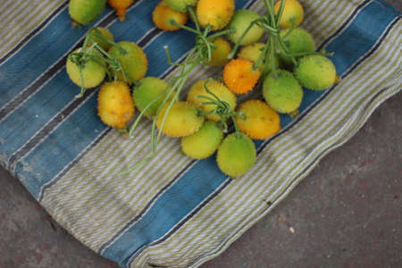 lots of bitter gourd vegetables together in the marketの写真素材