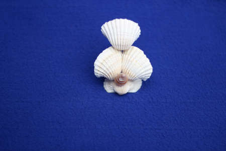 Toys made of snails and oystersの写真素材