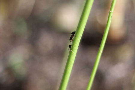 A small insect on a branch of a green tree and background blurredの写真素材