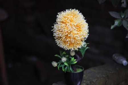 A beautiful flower and black background on the backの写真素材