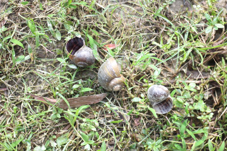 Some Dead Snails on the grassの写真素材