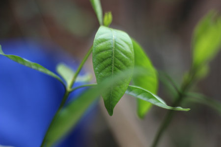 Some green leaves and blurred background on the backの写真素材