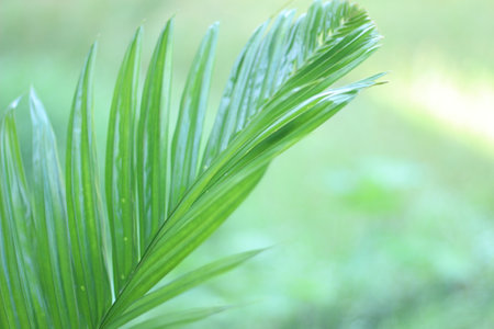 The leaves of the palm tree and the background are blurredの写真素材