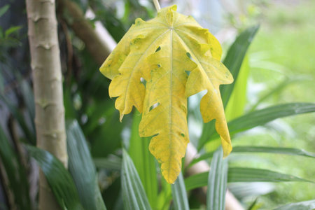 One is the yellow leaves of the papaya tree and the background  blurred