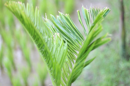 A tree with many small leaves and the background blurredの写真素材