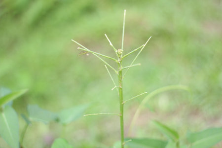 A green grass and blurred backgroundの写真素材