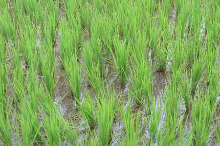 A beautiful paddy field of green colorの写真素材