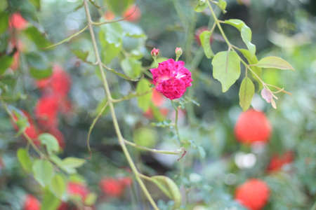 many Red-flowered flowering plants and green plantsの写真素材