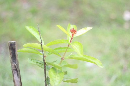 The red flowers are green trees and the background is blurredの写真素材