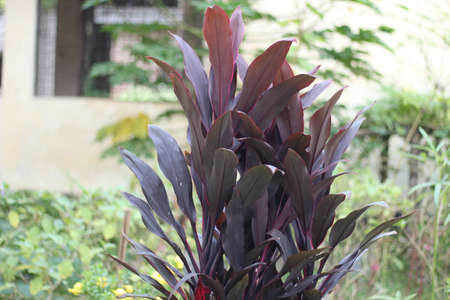 The reddish-green vegetation and the background are blurredの写真素材