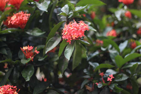 Red-flowered flowering plants and green plantsの写真素材