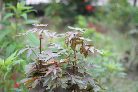The reddish-green vegetation and the background are blurredの写真素材