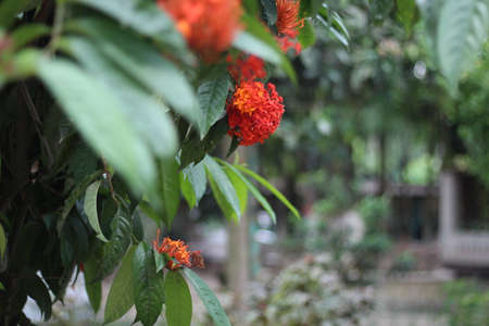 Red-flowered flowering plants and green plantsの写真素材