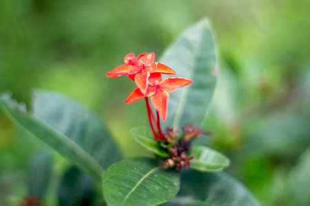 Red flowers and green leaves and blurred backgroundの写真素材
