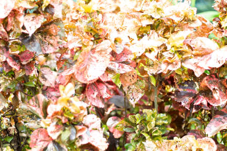 Many of the purple color leaves and the background behind them are blurryの写真素材