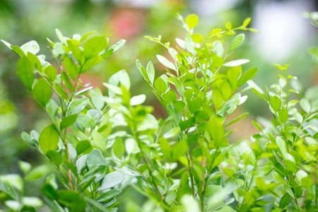 many many green small leaves and blurred backgroundの写真素材