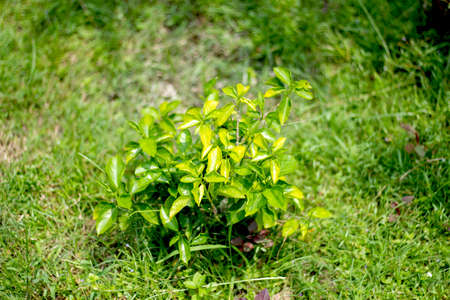 A tree with green leaves and its background blurredの写真素材