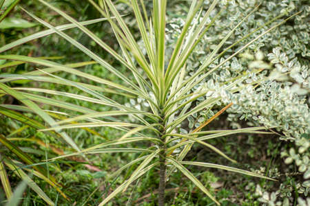 a green color tree and leaves Like many slender leaves and it's behind background blurの写真素材