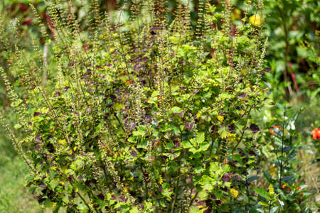Lots of green cut trees and it's behind background blurの写真素材